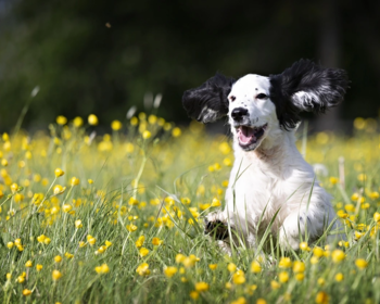 Article du blog Zoo Mania : Le petit chien idéal à la maison : découvrez les races les plus adaptées