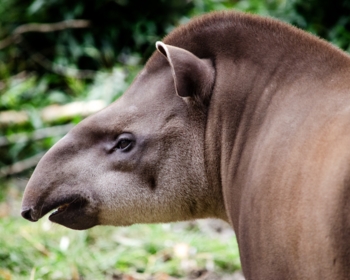 Article du blog Zoo Mania : Animal commençant par T : la liste complète de 150+ espèces